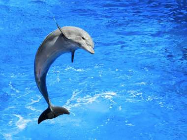 Dolphin leaping at a marine park